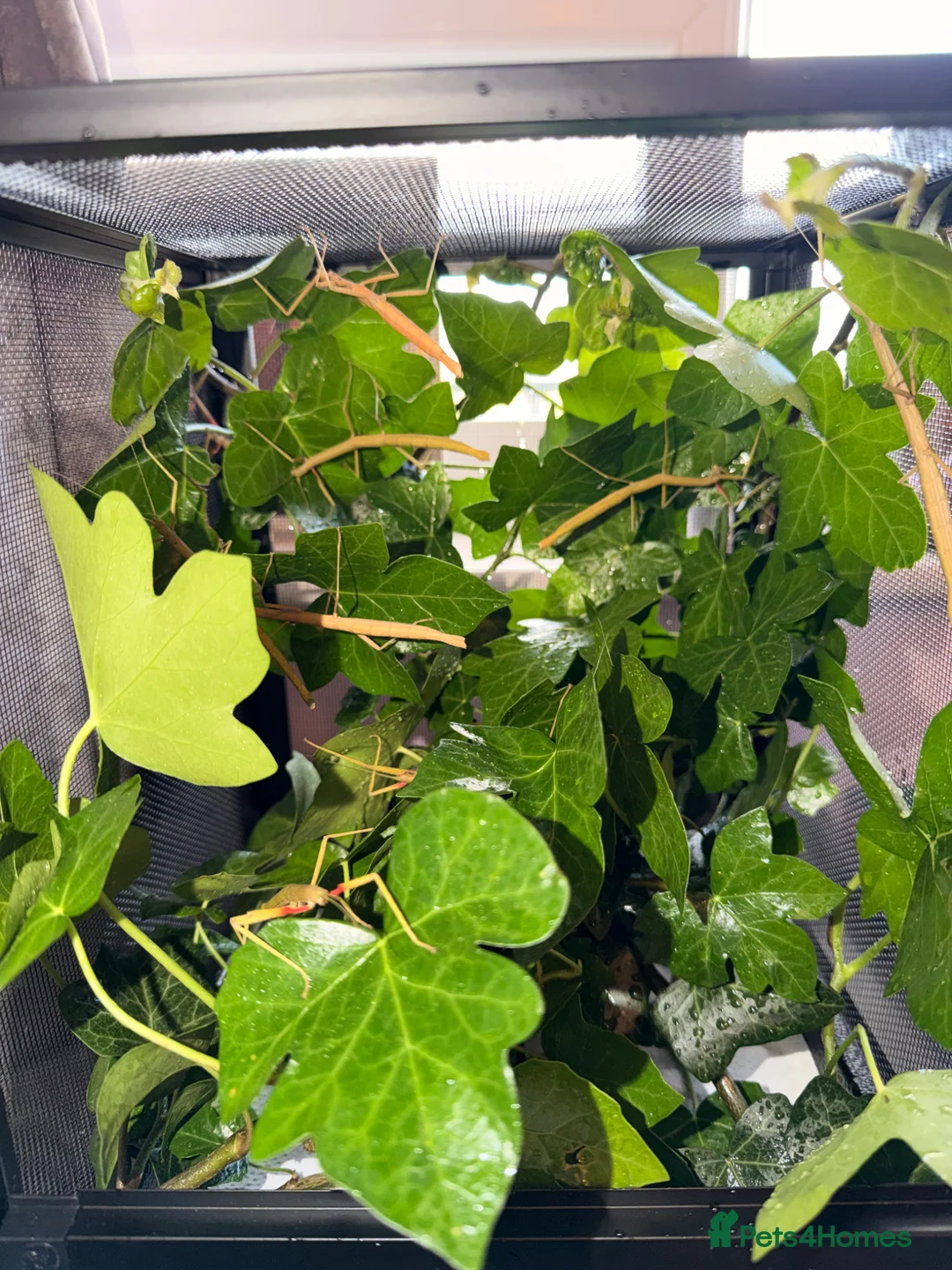 Stick Insects invertebrates for sale: Indian Stick Insect Eggs For Sale 🪴 - Advert 3