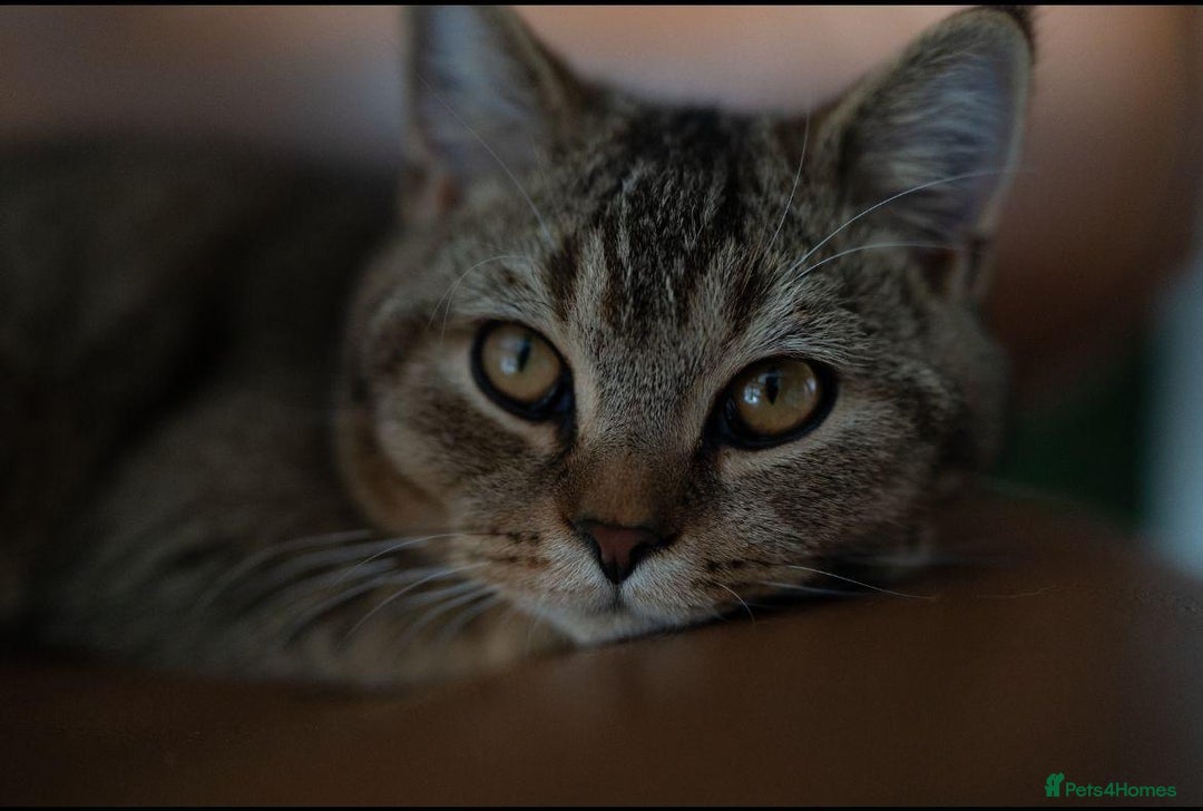 Scottish Fold cats for sale: Douglas - Scottish Straight - Advert 2