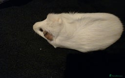 Guinea Pig rodents for sale: Female gunuie pig  - Image 3