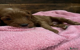 Cockapoo dogs for sale: Cockapoo F1B puppies - Advert 10