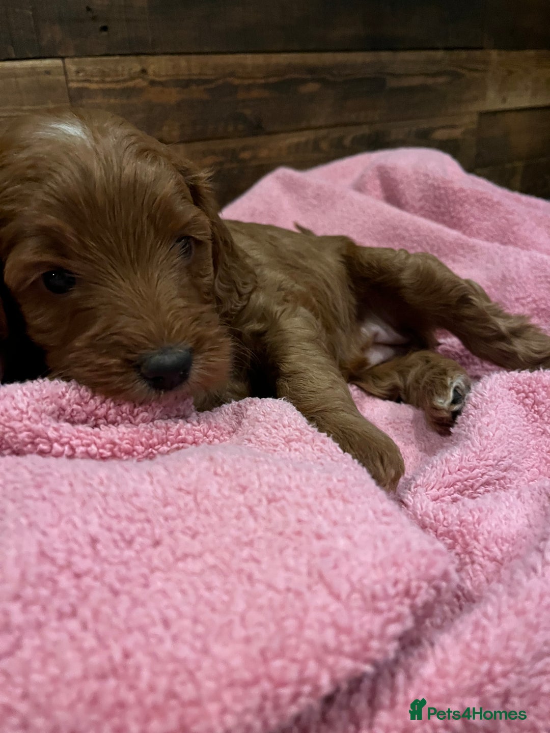 Cockapoo dogs for sale: Cockapoo F1B puppies - Advert 10