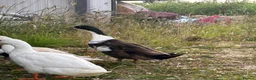 Ducks poultry for sale: Male Runner Duck  in Newcastle upon Tyne - Advert 7