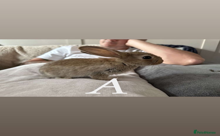 Mixed Breed rabbits - Advert 1