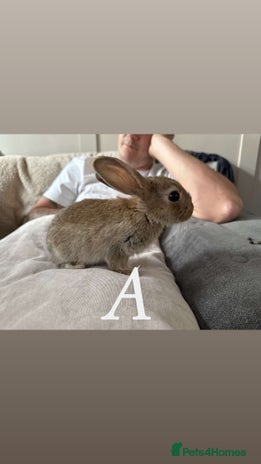 Mixed Breed rabbits - Advert 6