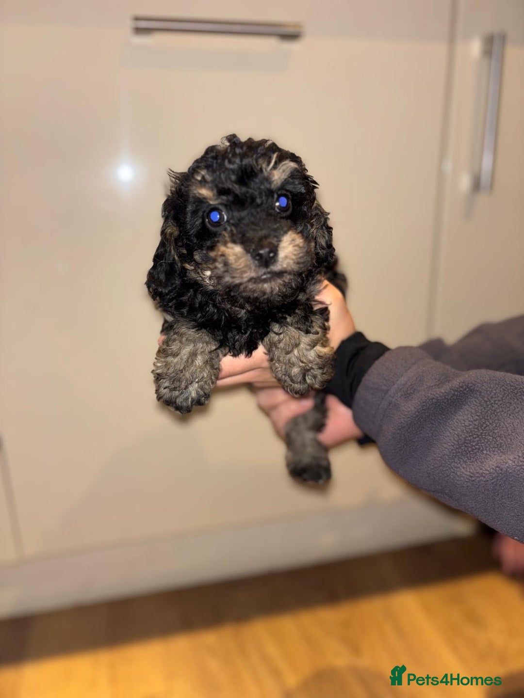 Cavapoo dogs for sale: Stunning cavapoo puppies!! - Advert 5