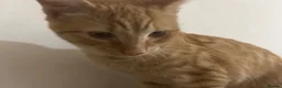 British Shorthair cats for sale: Mbappe  in Birmingham - Advert 10