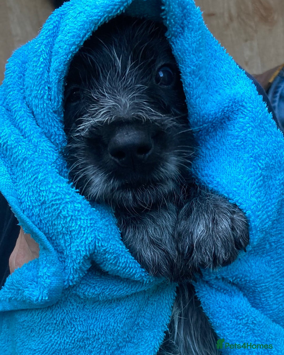Mixed Breed dogs for sale: German wire haired pointer cross puppies - Image 12