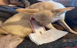 Mixed Breed dogs for adoption: Buddy - Norwich Norfolk  - Image 23