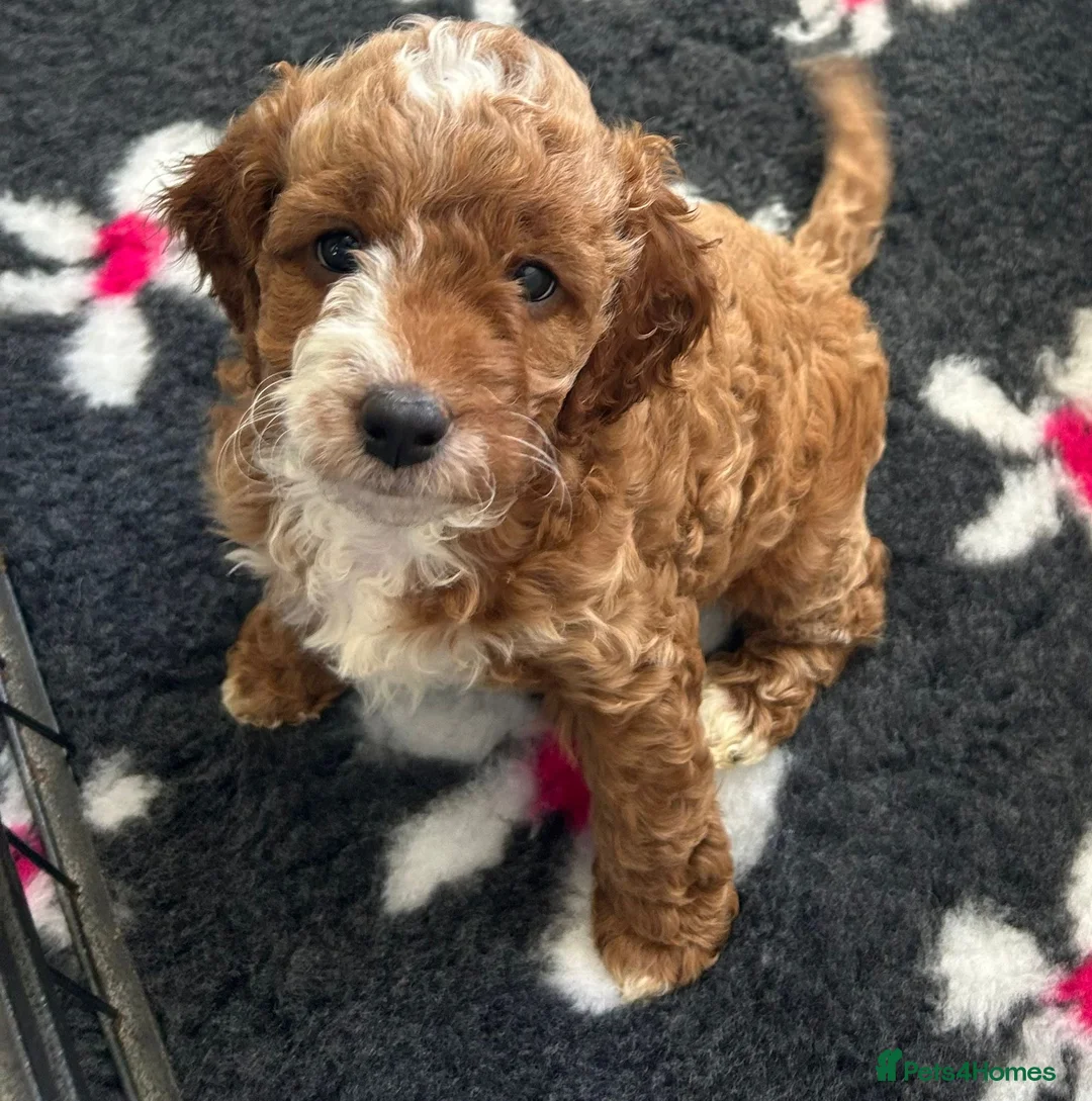 Cavapoo dogs for sale: Outstanding Teddy Bears  - Advert 2