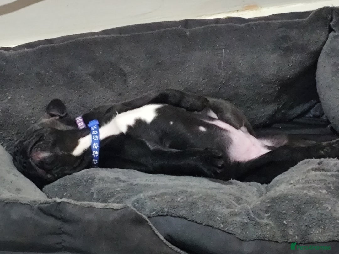 French Bulldog dogs for sale: French bulldog puppy READY TO LEAVE NOW - Advert 6