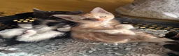 Mixed Breed cats for sale: Gorgeous kittens  - Advert 8