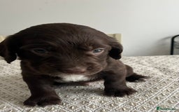 Cocker Spaniel dogs for sale: Working cocker spaniel puppies  - Image 2