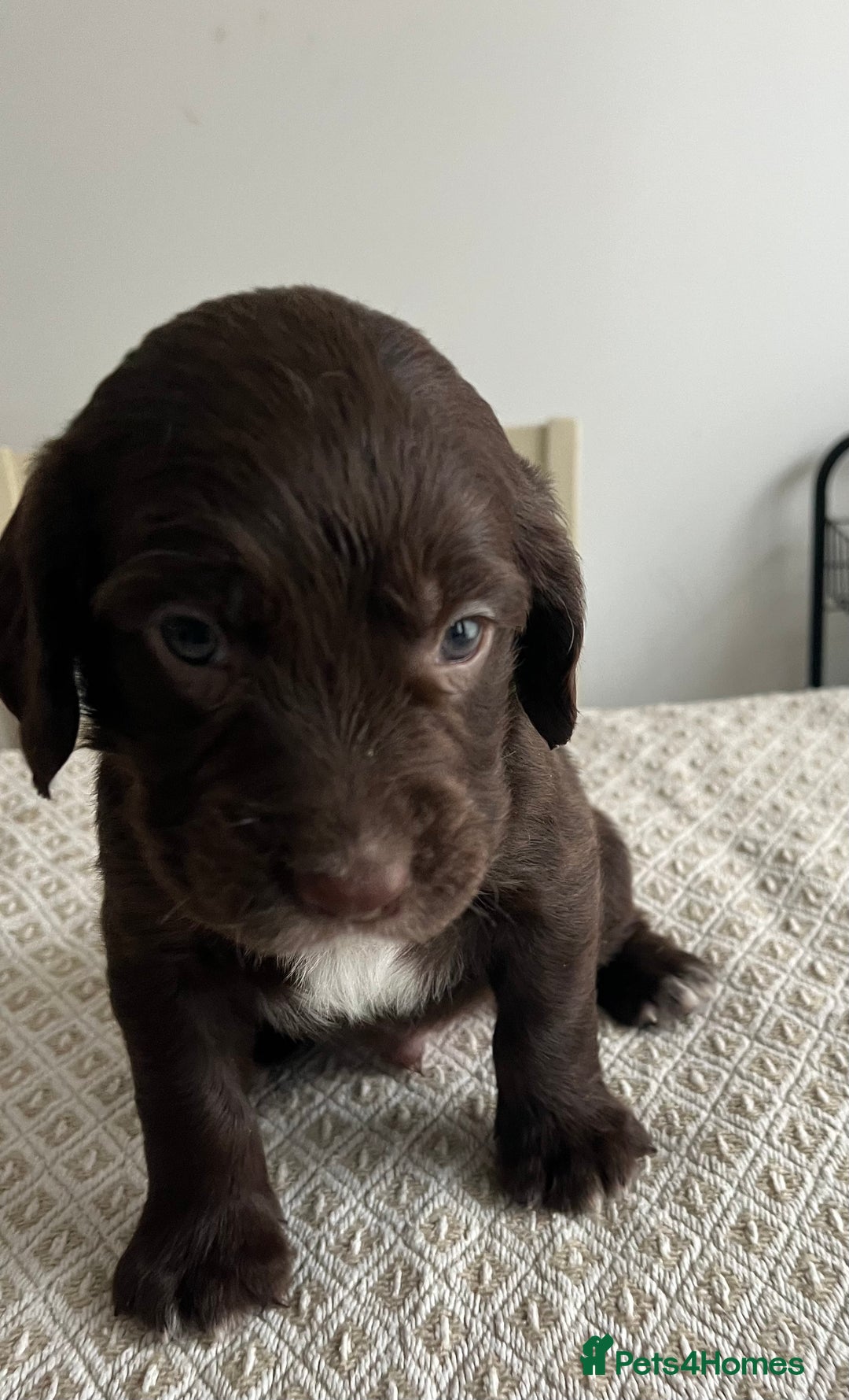 Cocker Spaniel dogs for sale: Working cocker spaniel puppies  - Image 2