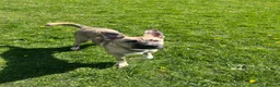 Mixed Breed dogs for sale: Husky X in Warrington - Advert 3