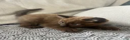 Mixed Breed cats for sale: 🐱 2 male kittens looking for new home 🐱  - Advert 15