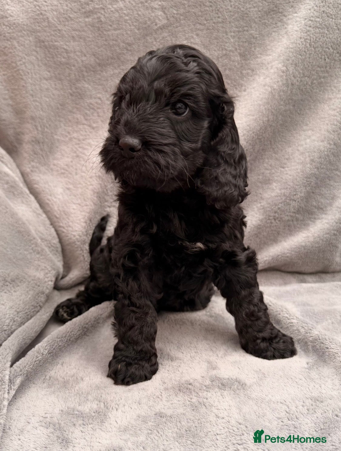 Cockapoo dogs F1 Cockapoo Puppies - Advert 15