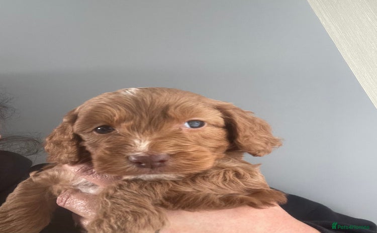 Cavapoo dogs - Advert 1