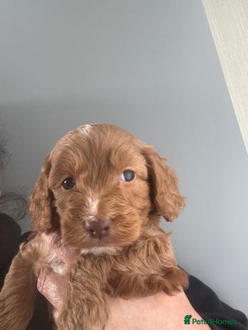 Cavapoo dogs - Advert 1