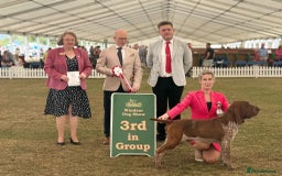 Bracco Italiano dogs for sale: 🌟 TOP BREEDER 2021,22,22,24,25🌟 - Image 3