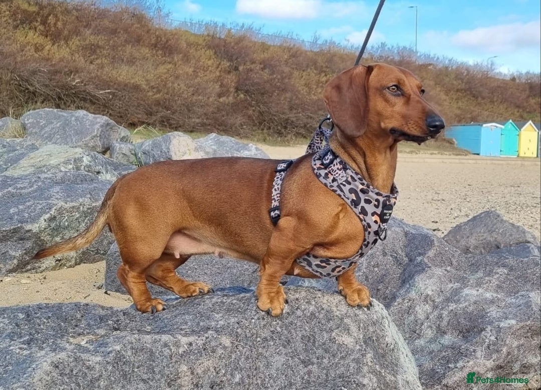 Dachshund dogs for sale: Standard Dachshund show quality puppies  - Image 4