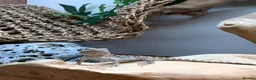 Bearded Dragon reptiles for sale: Beard dragon and tank  in Milton Keynes - Advert 3