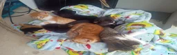 Mixed Breed cats for sale: Litter of 5 kittens  - Advert 20