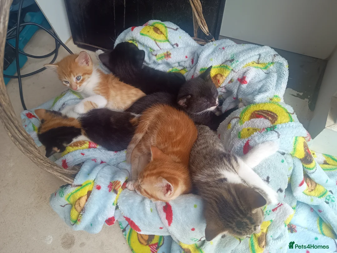 Mixed Breed cats for sale: Litter of 5 kittens  - Advert 20