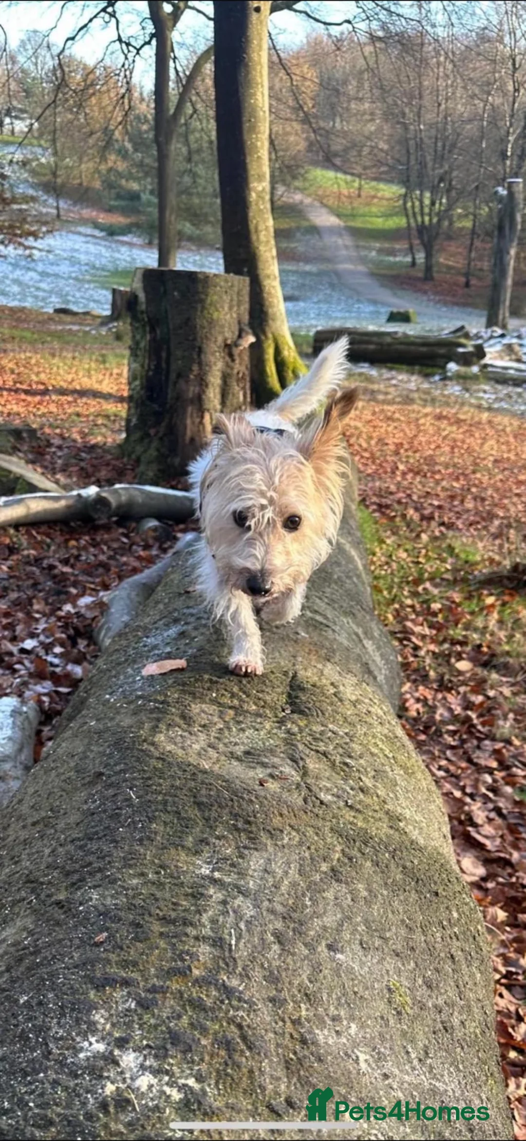 Jackapoo dogs for sale: 6 year old jackapoo male Bentley in Oldham - Advert 2