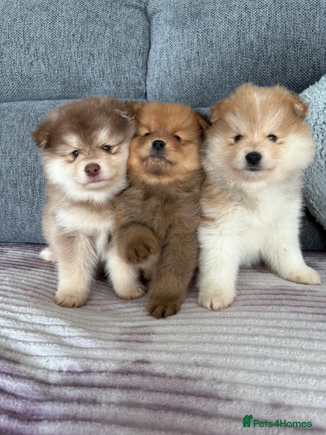 Pomeranian dogs for sale: Pomeranian Puppies - Advert 9