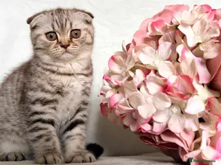 Scottish Fold cats Scottish fold kittens - Advert 6