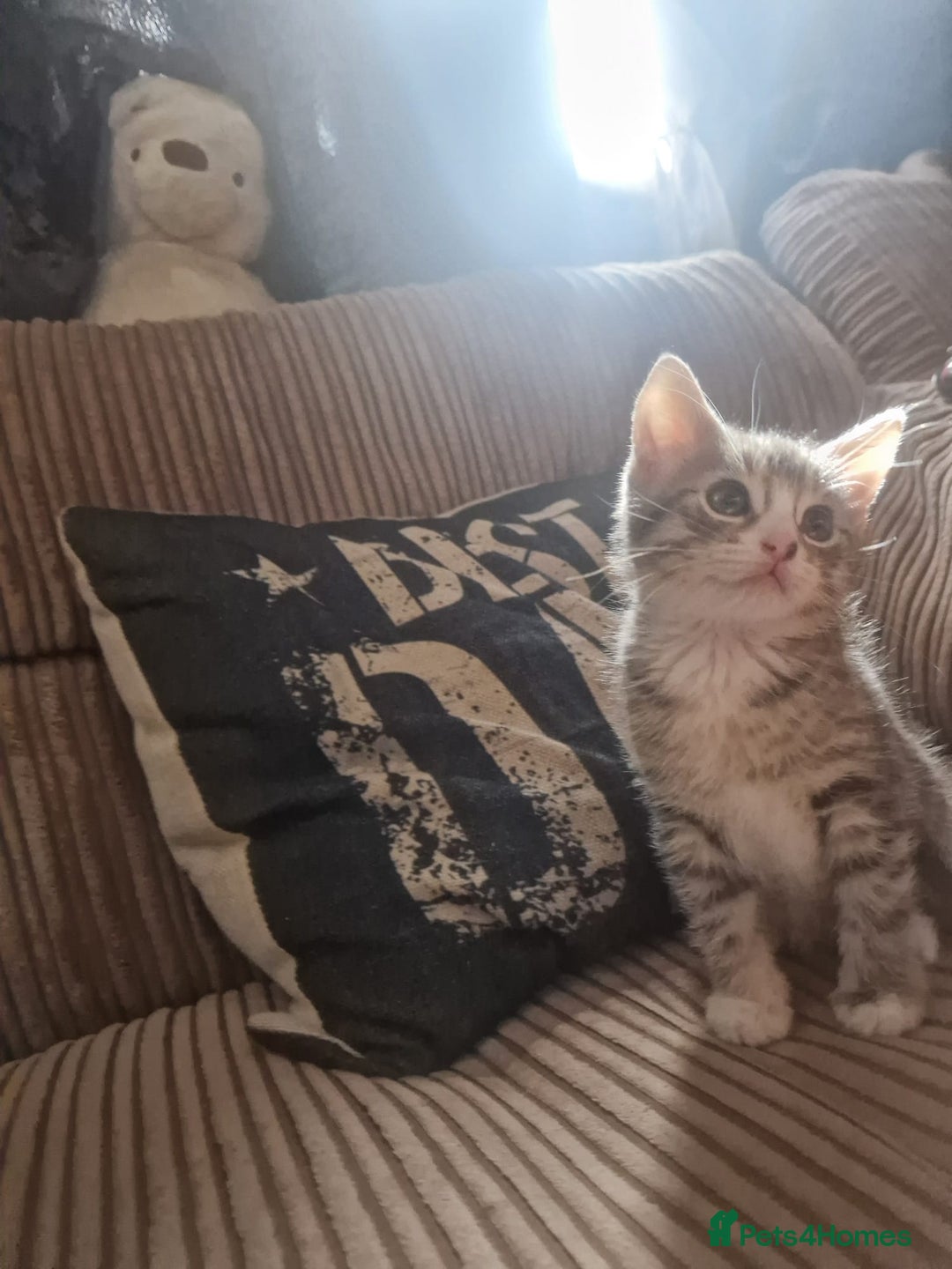 Mixed Breed cats for sale: Kittens ready now  - Image 15
