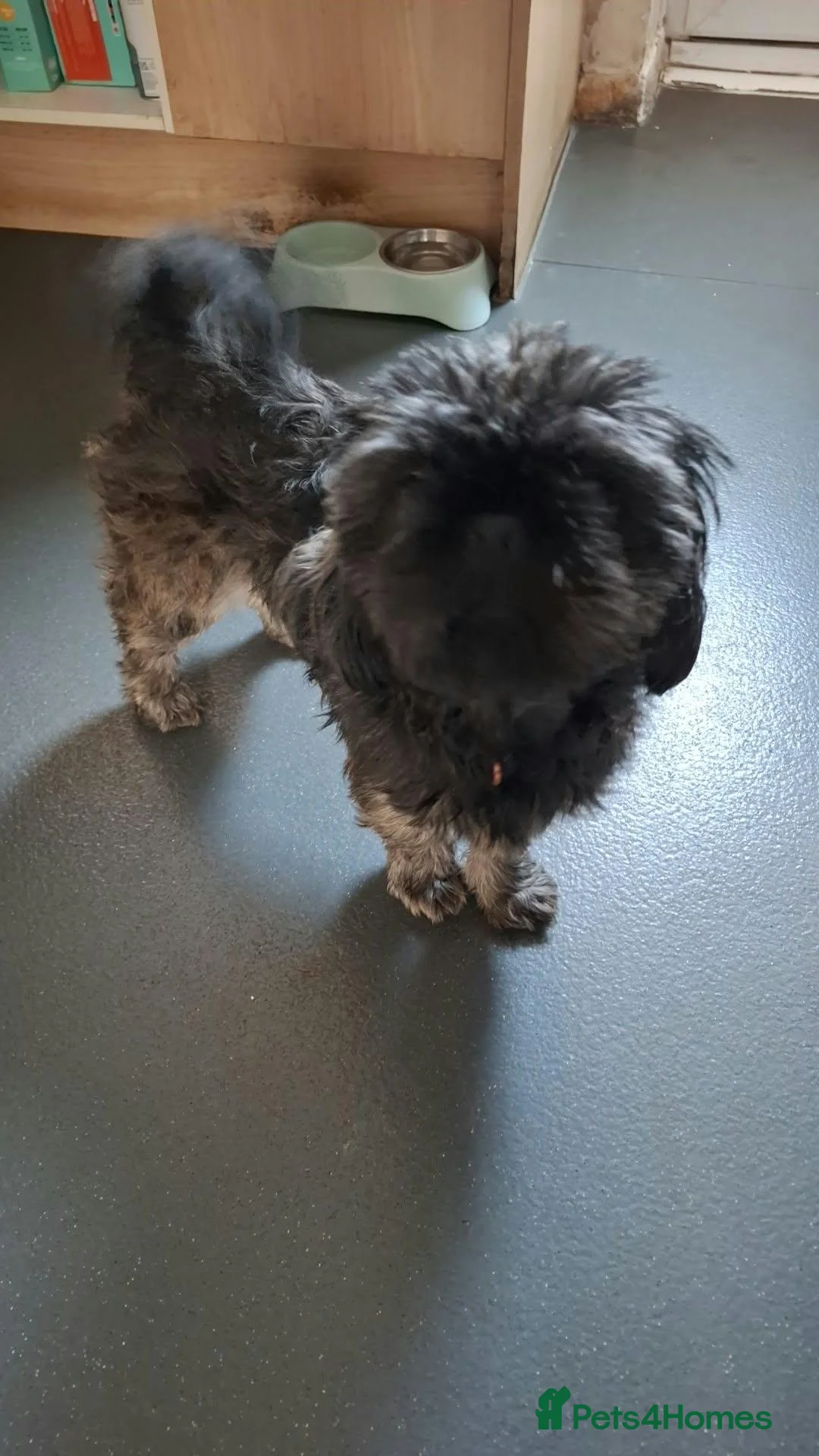 Shih Tzu dogs for sale: 7 Beautiful Shih Tzu Puppies  - Advert 2