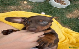 Miniature Dachshund dogs for sale: Miniature Dachshund Puppies  - Image 8