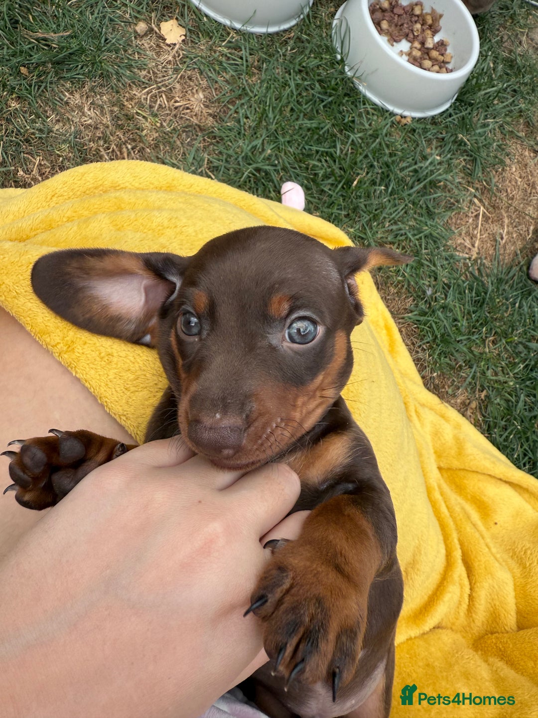 Miniature Dachshund dogs for sale: Miniature Dachshund Puppies  - Image 8