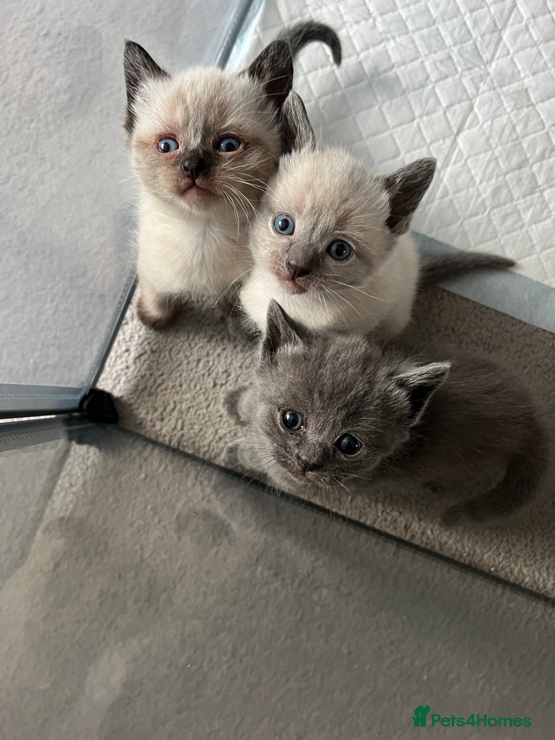 Mixed Breed cats for sale:  Russian  & Siamese Mix kittens  in Thetford - Image 6