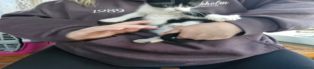 Mixed Breed Kitten 1