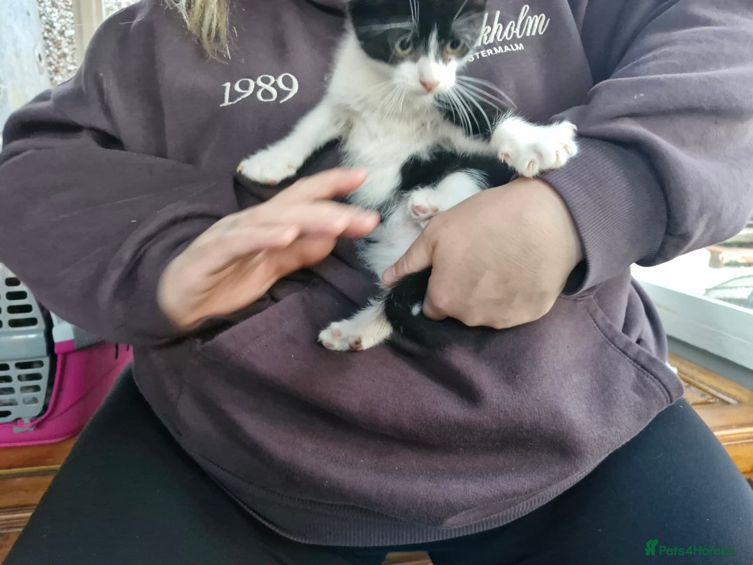 Mixed Breed cats for sale: Mixed Breed Kittens  - Image 2