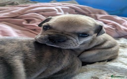 Mixed Breed dogs for sale: Frenchie x staff  - Advert 9