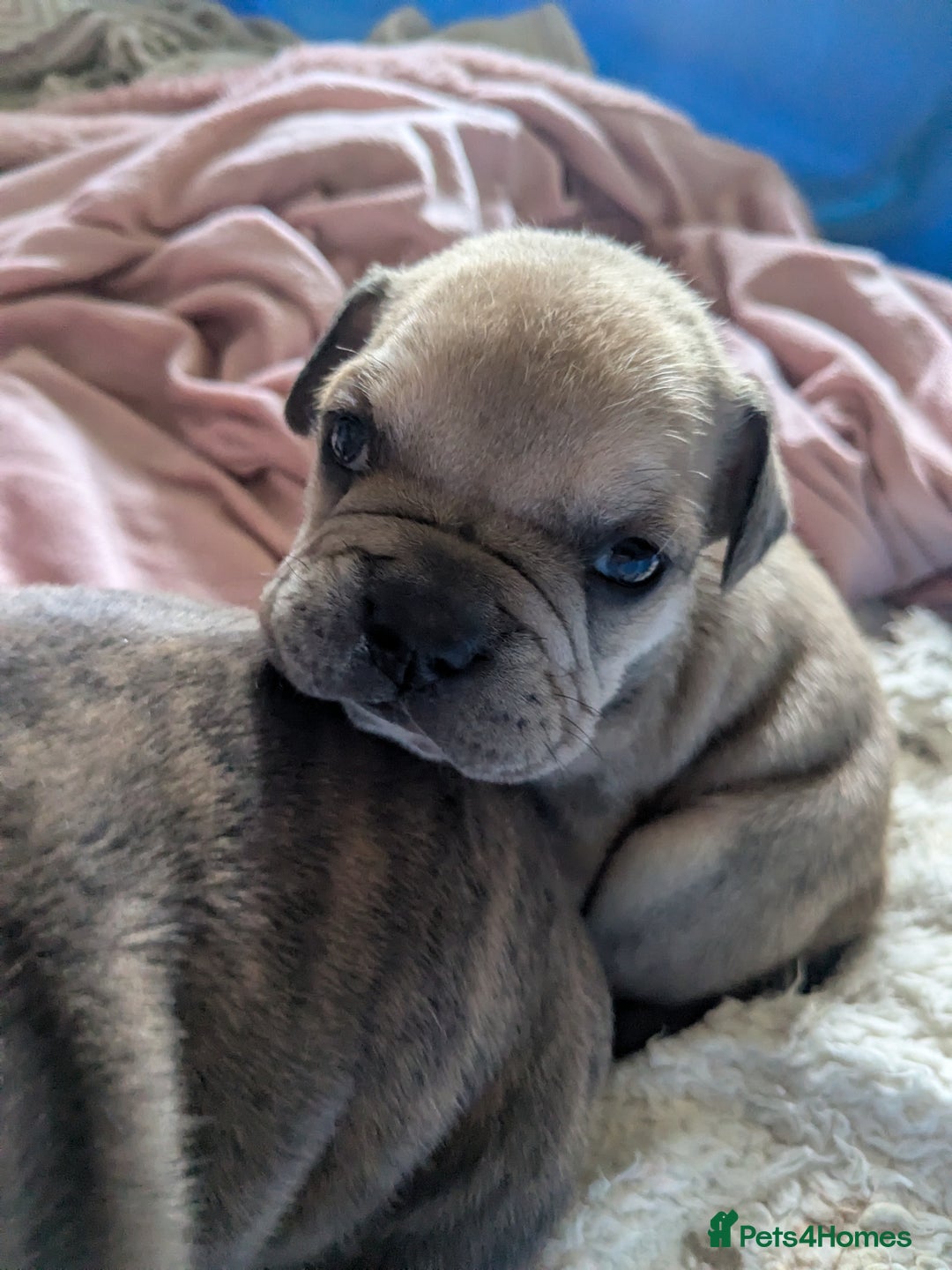 Mixed Breed dogs for sale: Frenchie x staff  - Advert 9