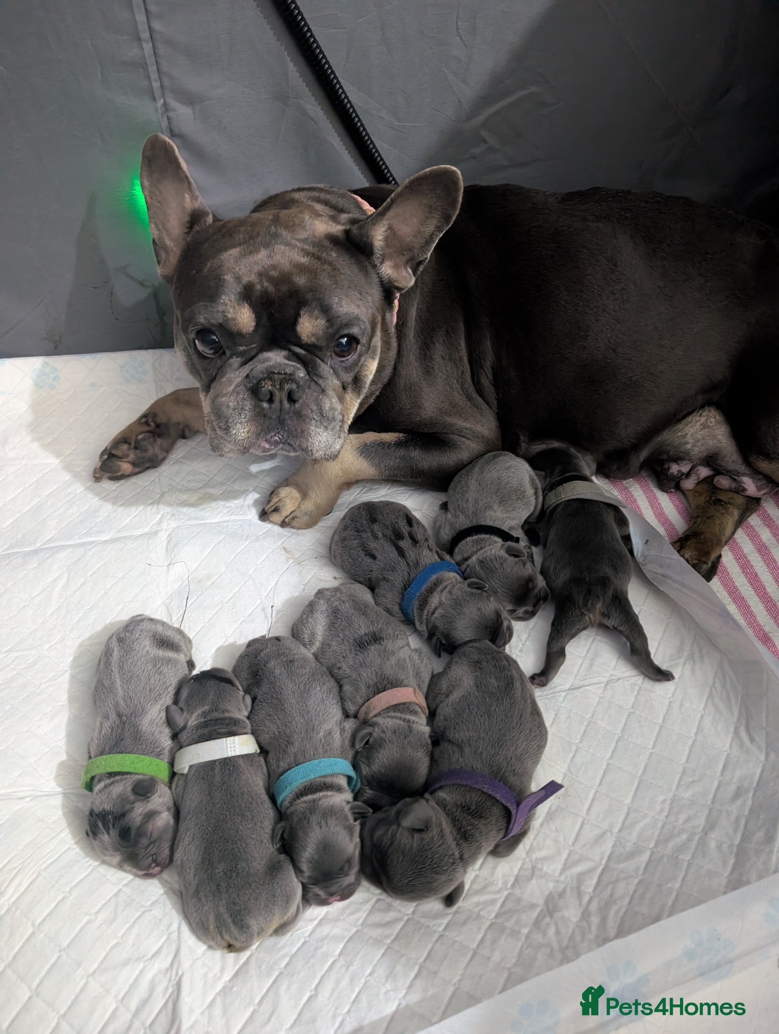 French Bulldog dogs Gorgeous french bulldog puppies  - Advert 11