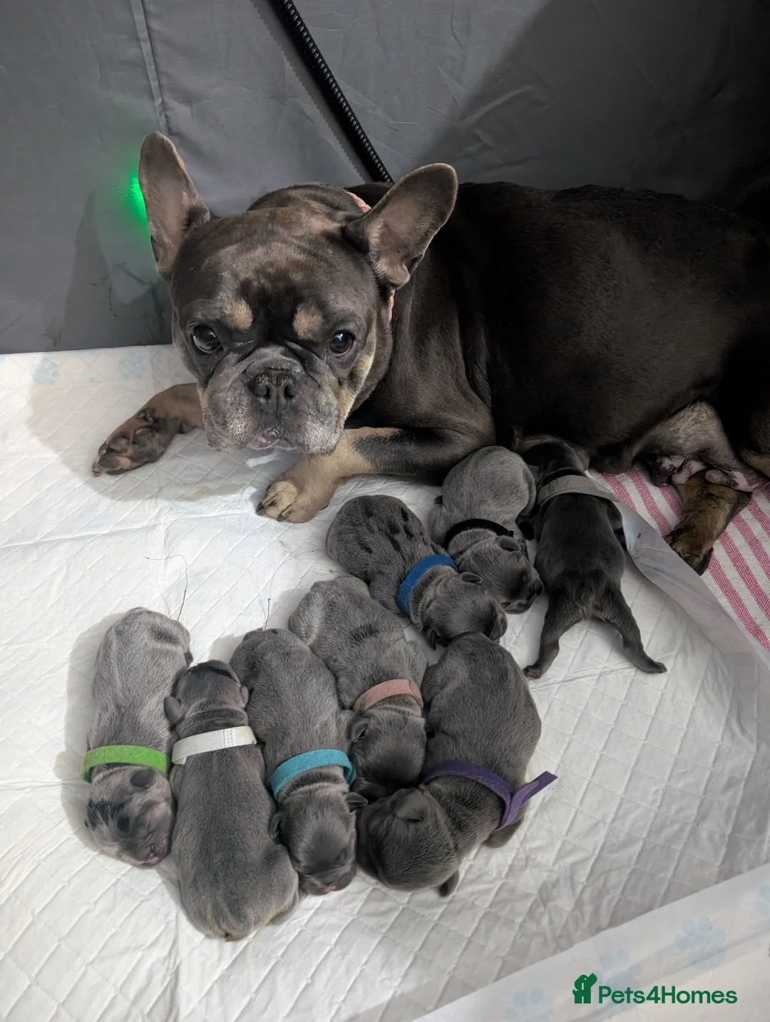 French Bulldog dogs for sale: Gorgeous french bulldog puppies  in Ipswich - Advert 1