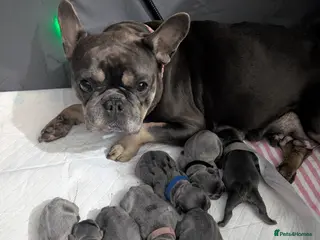 French Bulldog dogs Gorgeous french bulldog puppies - Advert 10