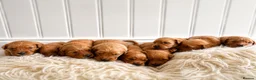 Golden Retriever dogs for sale: Very dark, low COI, KC working golden retrievers  - Advert 1