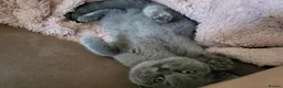 British Shorthair cats for sale: British Shorthair chunky girl - Advert 17