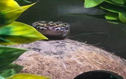 Leopard Gecko reptiles for sale: Female leopard gecko juvenile  - Advert 2