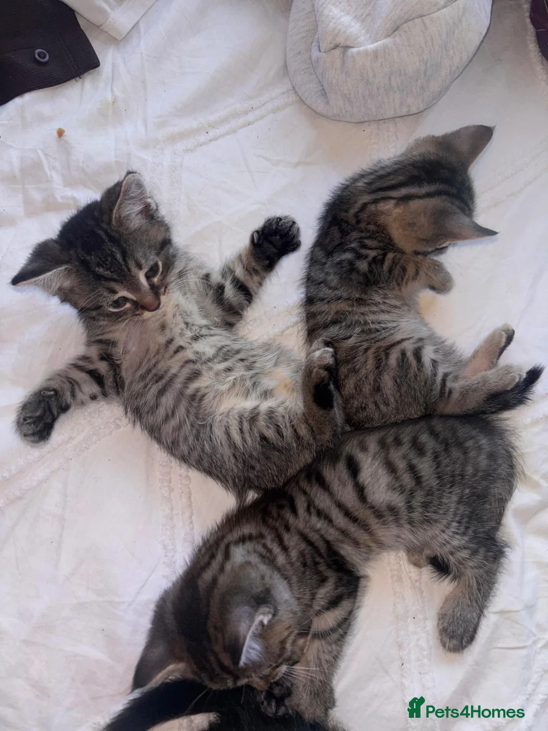 Mixed Breed cats for sale: 4 Tabby's & 3 black and white  - Advert 8