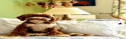 Australian Labradoodle dogs for sale: Health Tested Multigen Australian Double Doodles - Advert 3