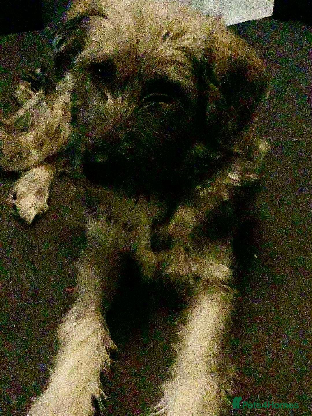Mixed Breed dogs for adoption: Lianne - Image 2