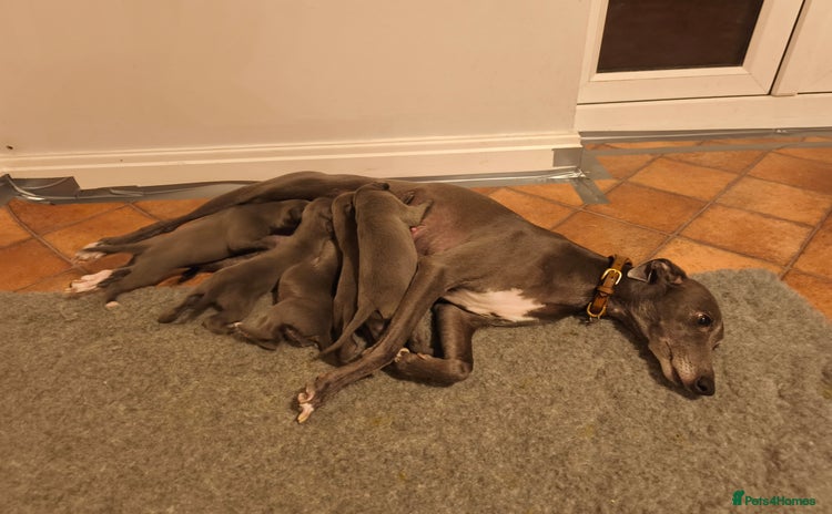 Whippet dogs - Advert 4