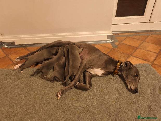 Whippet dogs - Advert 1